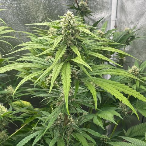 Special Kush #1 growlog timeline photo