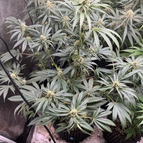 Mimosa growlog timeline photo