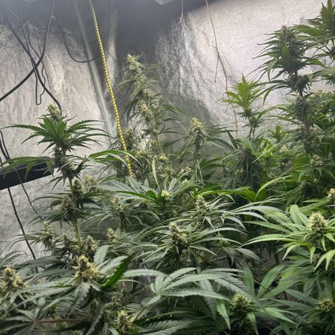 Special Kush #1 growlog timeline photo
