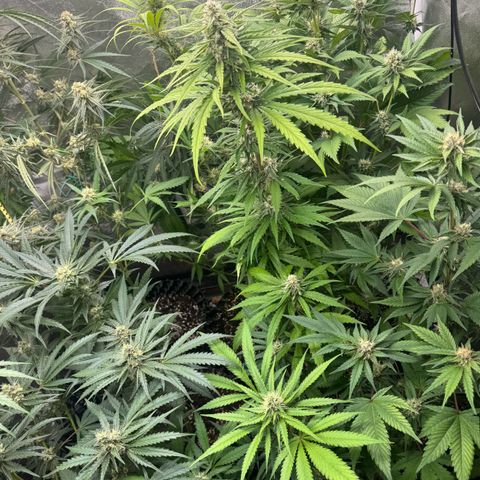 Special Kush #1 growlog timeline photo