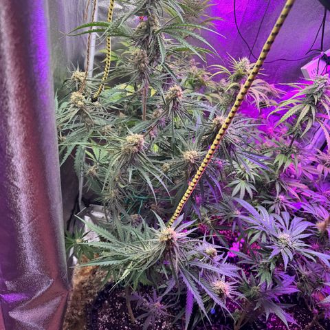 Special Kush #1 growlog timeline photo