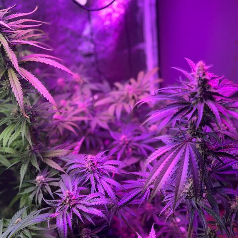 Special Kush #1 growlog timeline photo