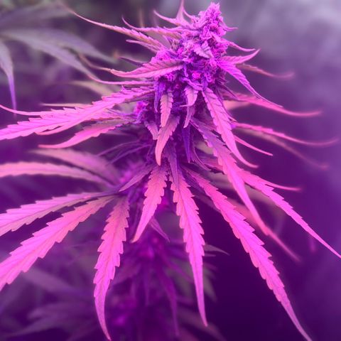 Special Kush #1 growlog timeline photo