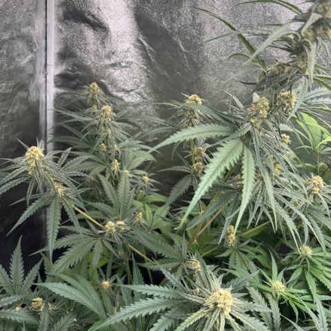 Mimosa growlog timeline photo
