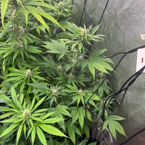 Special Kush #1 growlog timeline photo