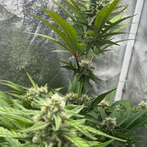 Special Kush #1 growlog timeline photo