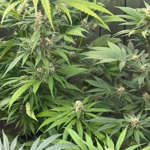 Special Kush #1 growlog timeline photo