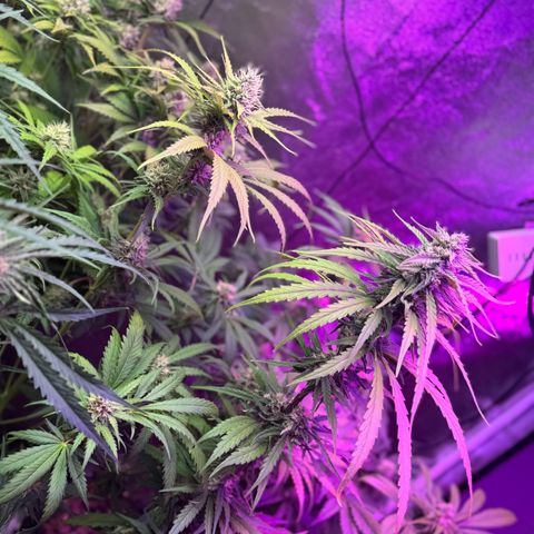 Special Kush #1 growlog timeline photo