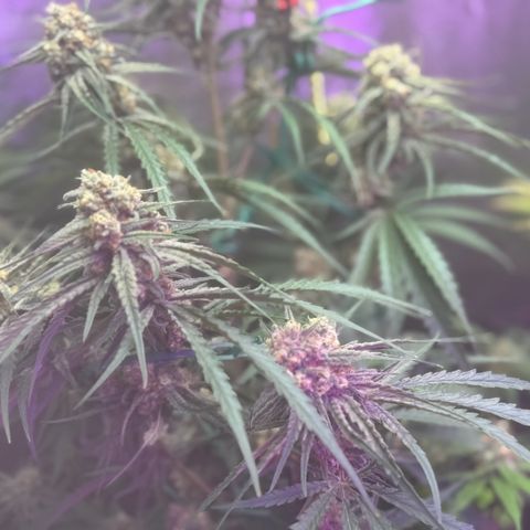 Special Kush #1 growlog timeline photo
