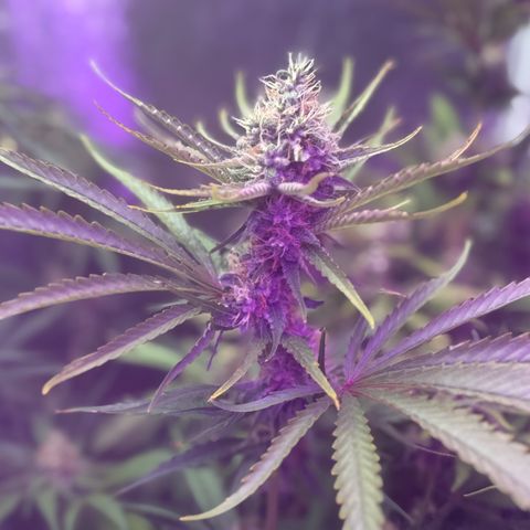 Special Kush #1 growlog timeline photo