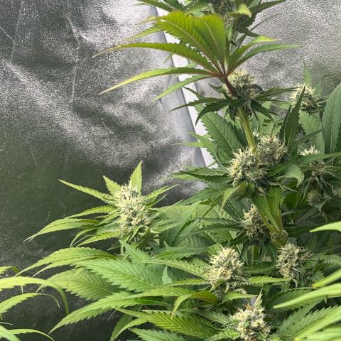 Special Kush #1 growlog timeline photo