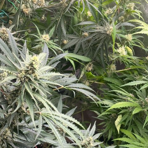 Special Kush #1 growlog timeline photo