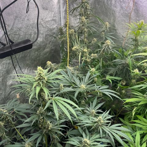 Special Kush #1 growlog timeline photo