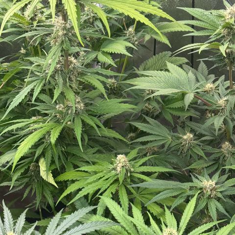 Special Kush #1 growlog timeline photo