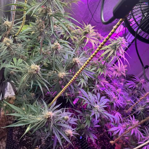 Special Kush #1 growlog timeline photo
