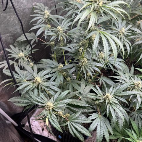 Mimosa growlog timeline photo