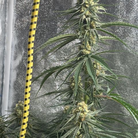 Special Kush #1 growlog timeline photo