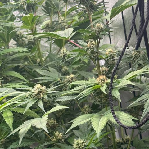 Special Kush #1 growlog timeline photo
