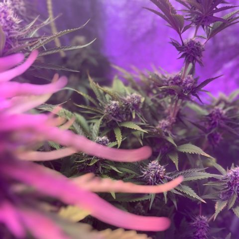 Special Kush #1 growlog timeline photo