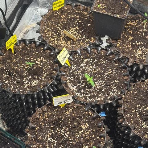 Special Kush #1 growlog timeline photo