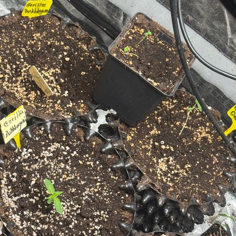 Special Kush #1 growlog timeline photo