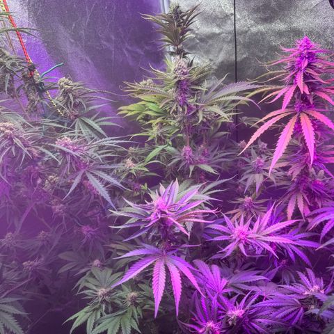Special Kush #1 growlog timeline photo