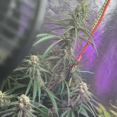 Special Kush #1 growlog timeline photo