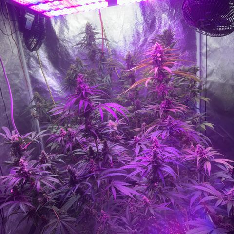 Special Kush #1 growlog timeline photo