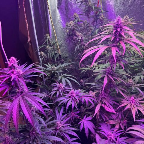 Special Kush #1 growlog timeline photo