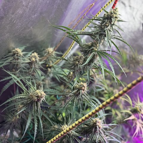Special Kush #1 growlog timeline photo