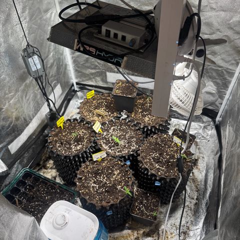 Special Kush #1 growlog timeline photo