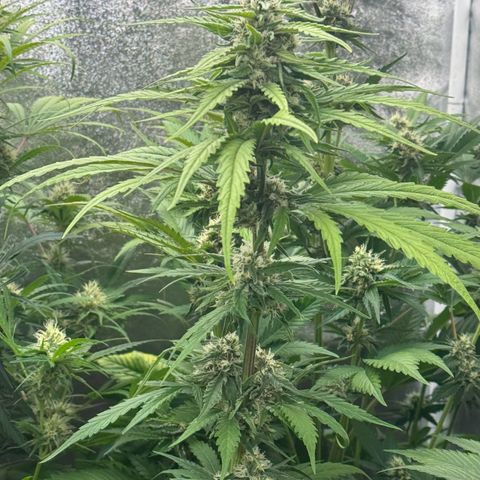 Special Kush #1 growlog timeline photo