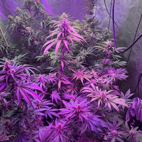 Special Kush #1 growlog timeline photo