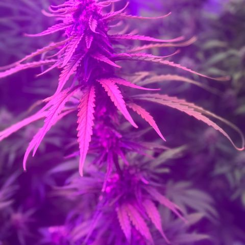 Special Kush #1 growlog timeline photo