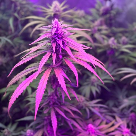 Special Kush #1 growlog timeline photo