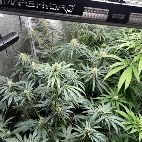 Mimosa growlog timeline photo