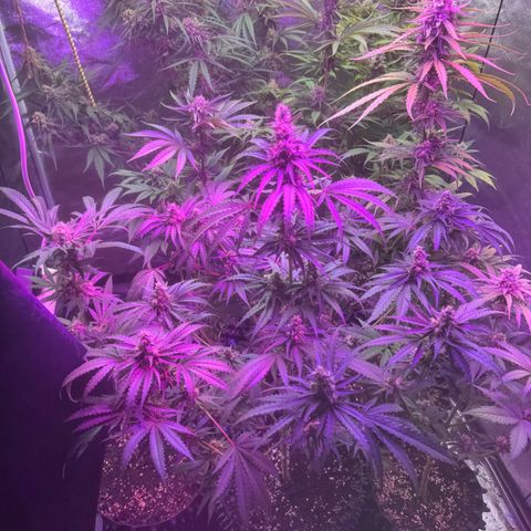 Special Kush #1 growlog timeline photo