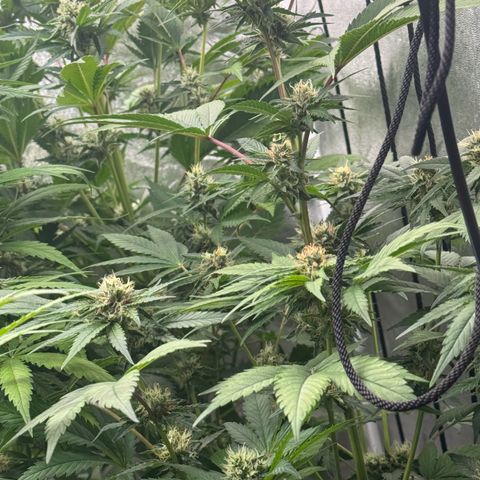 Special Kush #1 growlog timeline photo