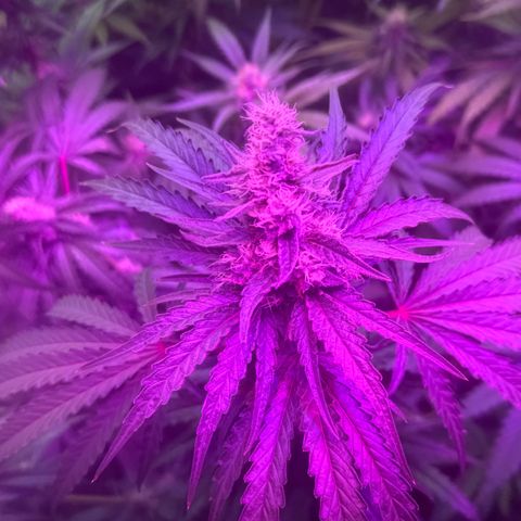 Special Kush #1 growlog timeline photo