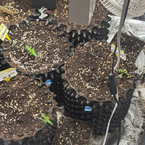 Special Kush #1 growlog timeline photo
