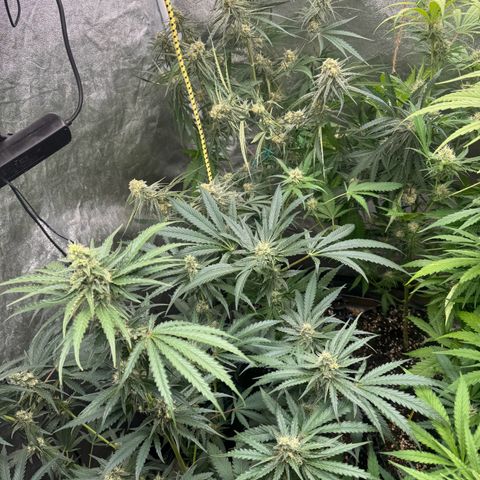 Special Kush #1 growlog timeline photo