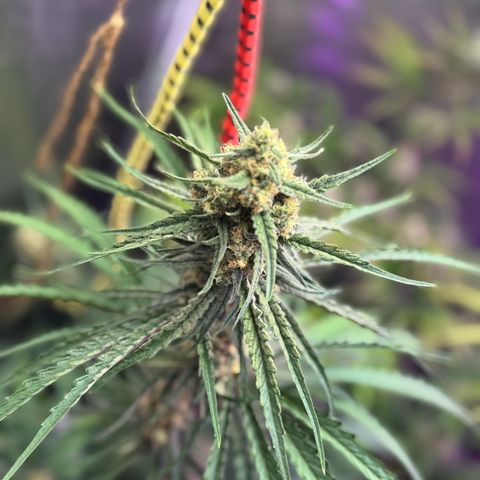 Special Kush #1 growlog timeline photo