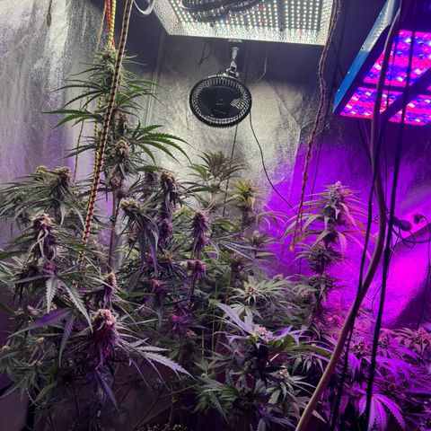 Special Kush #1 growlog timeline photo