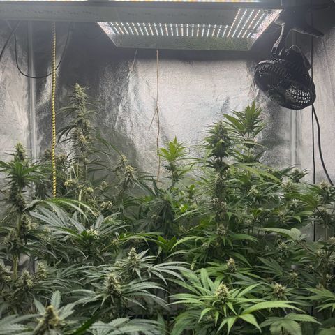 Special Kush #1 growlog timeline photo