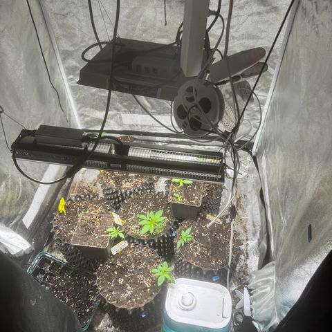 Special Kush #1 growlog timeline photo