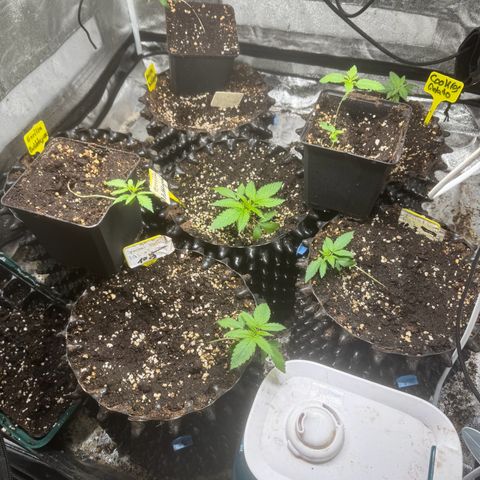 Cookies Gelato growlog timeline photo