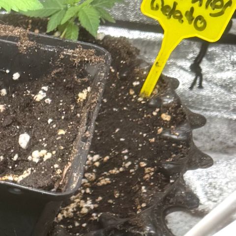 Cookies Gelato growlog timeline photo
