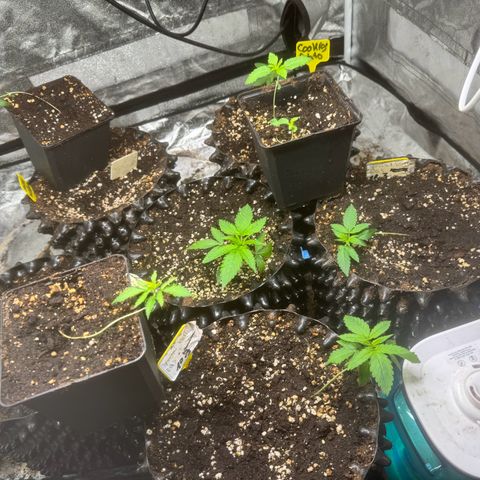 Cookies Gelato growlog timeline photo