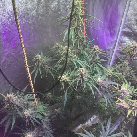 Mimosa growlog timeline photo