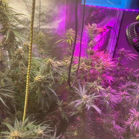 Mimosa growlog timeline photo